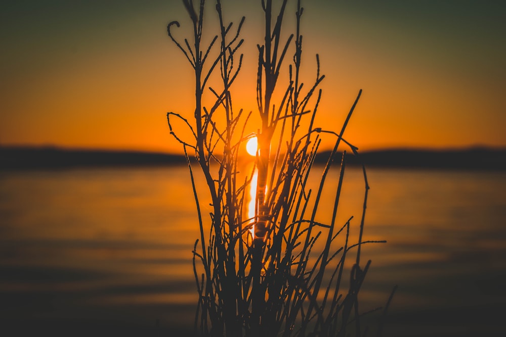 a plant with a sunset in the background