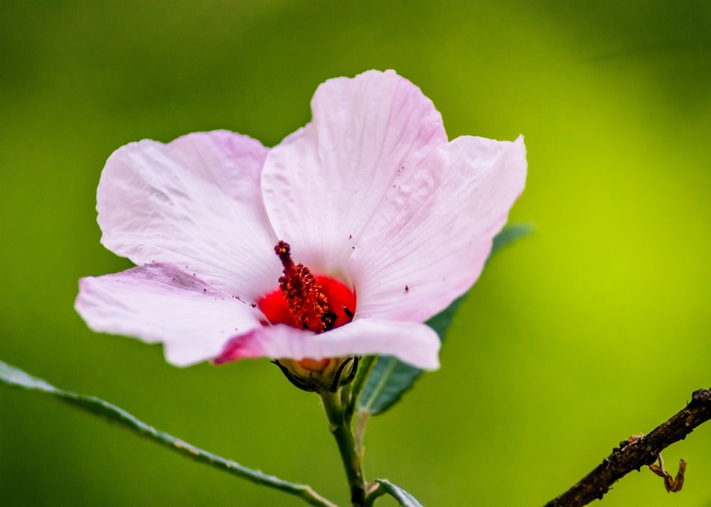 a white flower with a red center