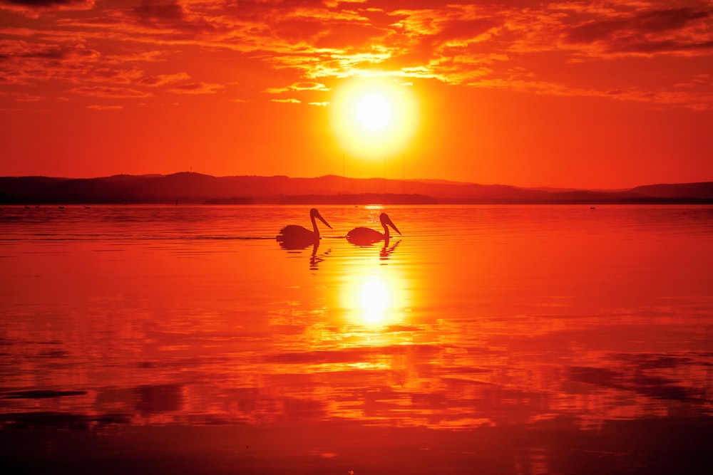 a couple of ducks swimming in water