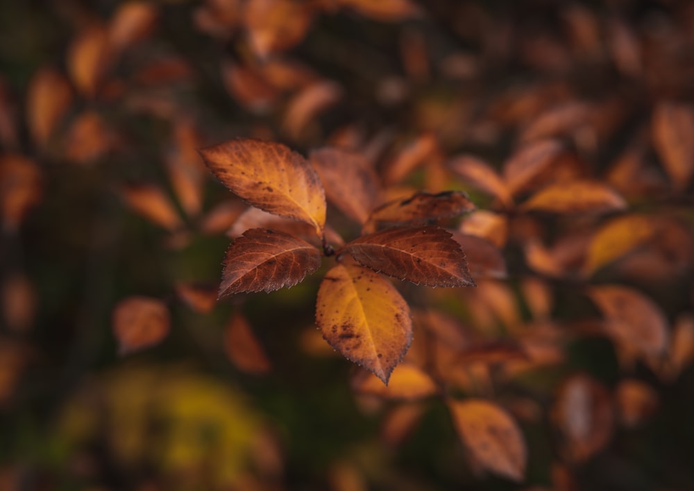 a group of leaves