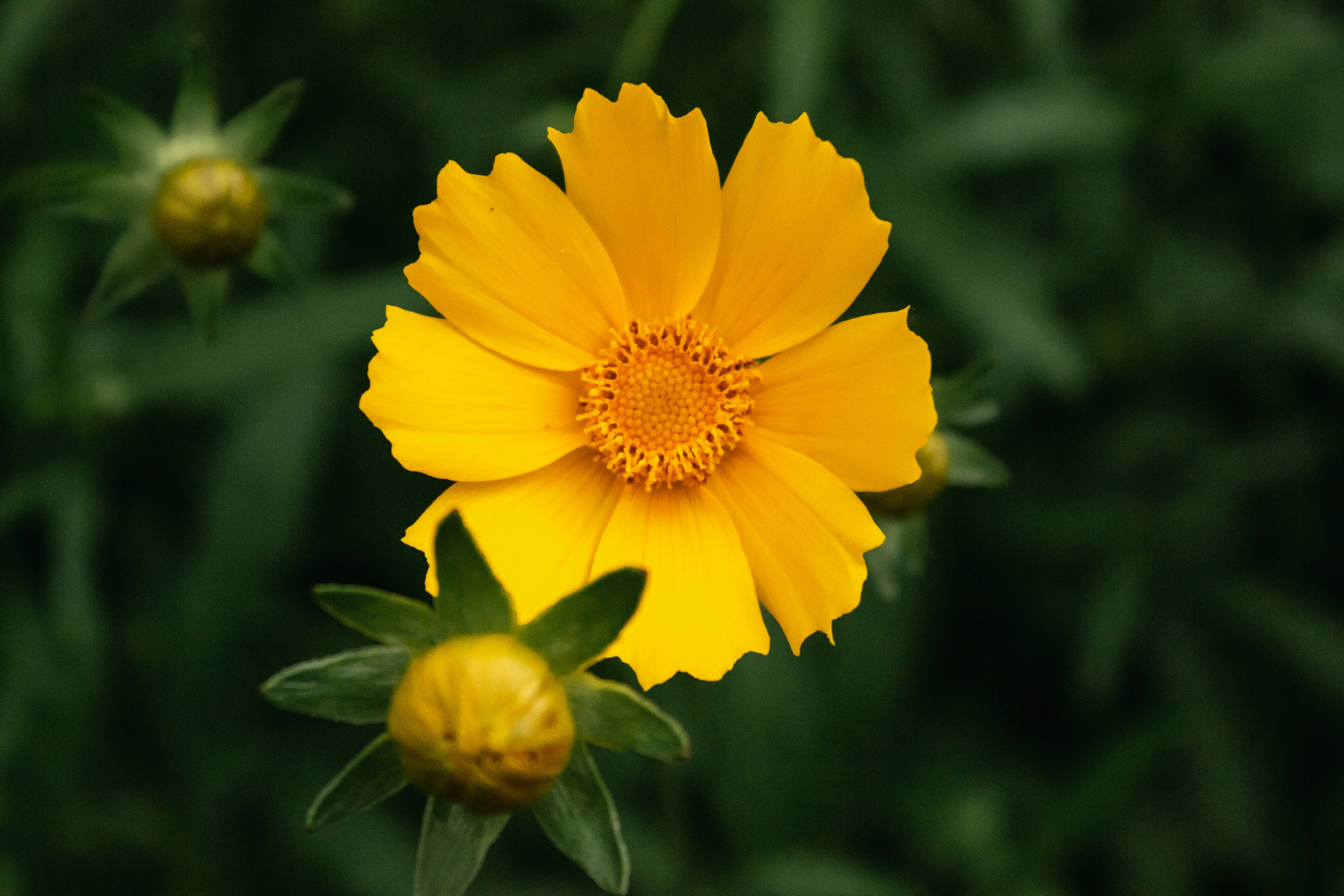 Close-up of a colorful flower.