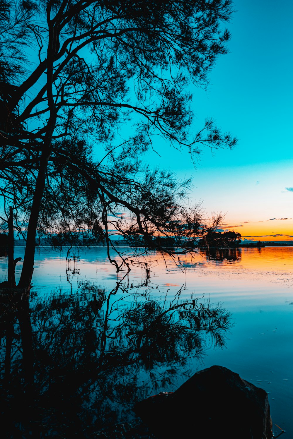 a tree next to a body of water