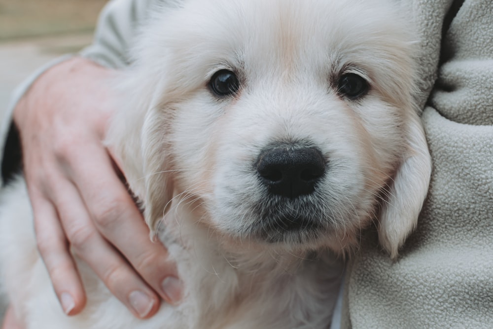 a person holding a dog