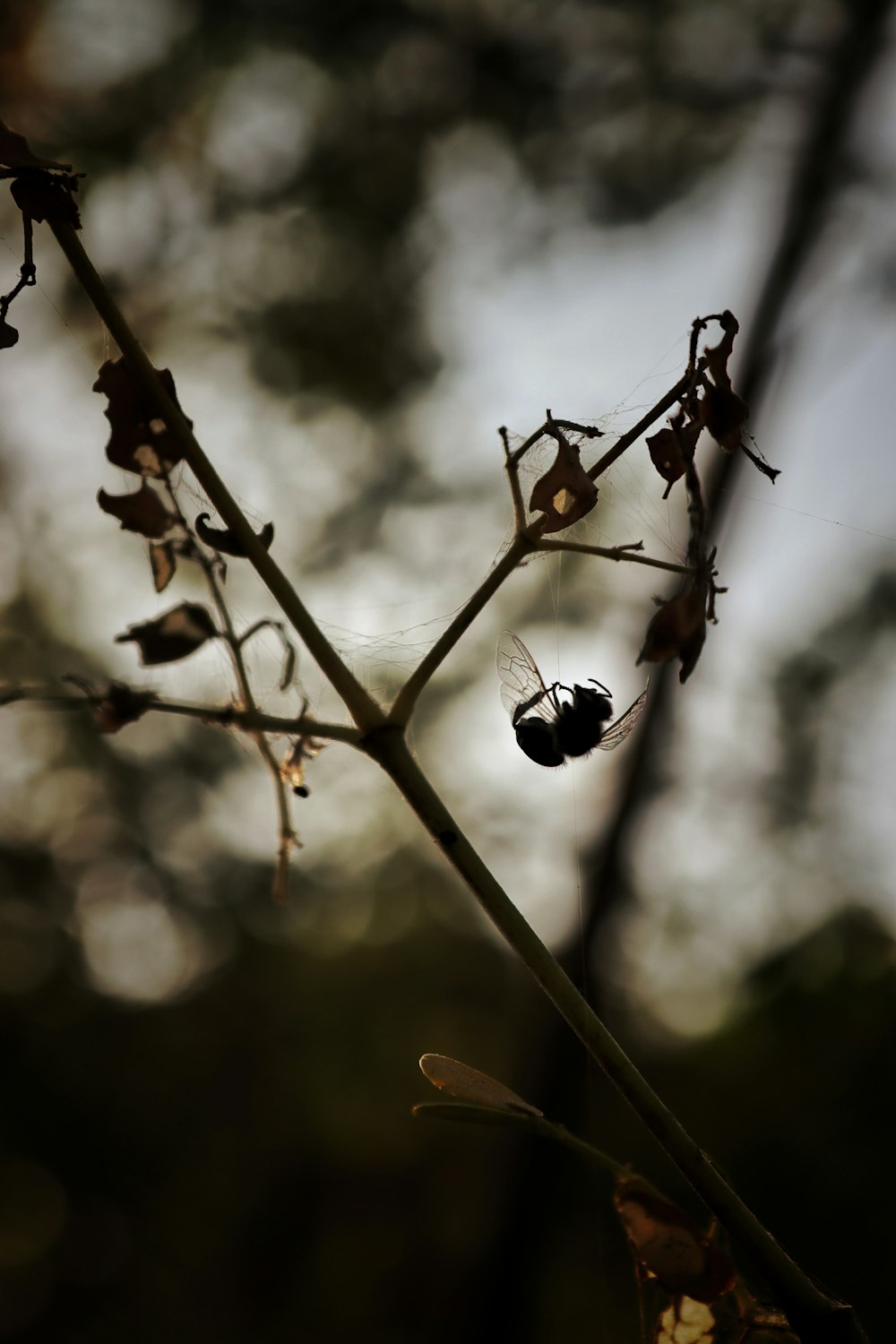 a butterfly on a branch