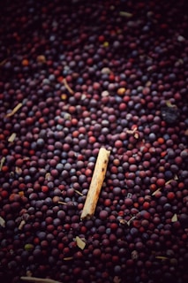 A large number of small, round, dark-colored seeds covering the entire frame. There is a small, dried wooden stick positioned horizontally among the seeds, standing out due to its different texture and color.
