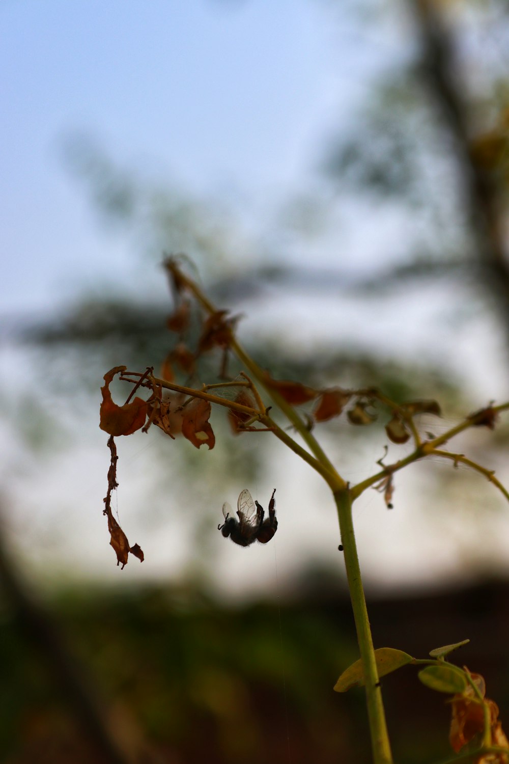 a bee on a plant