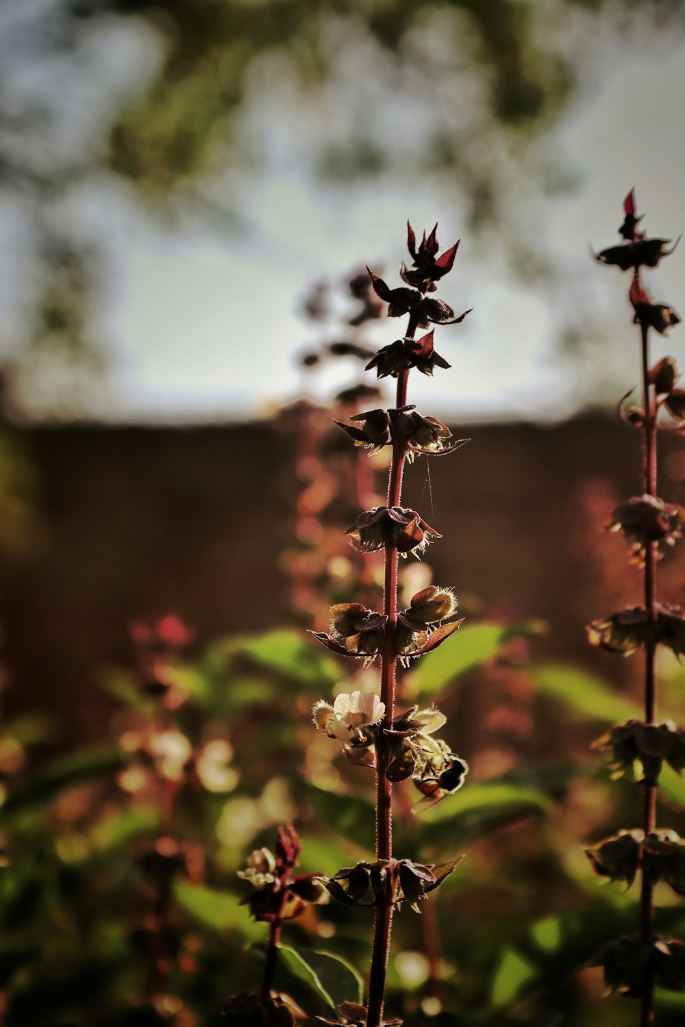 a close up of a plant