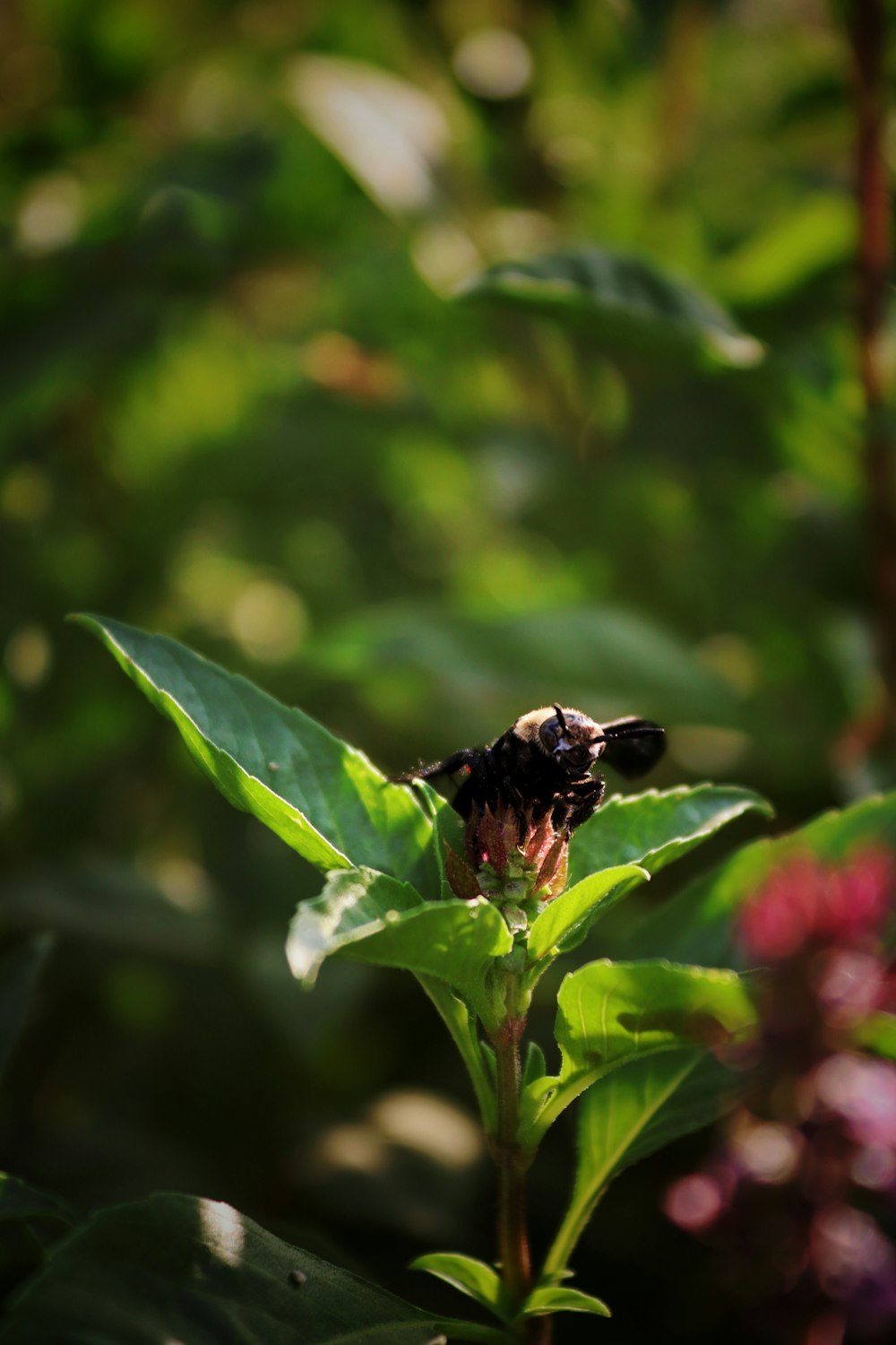 a bee on a flower