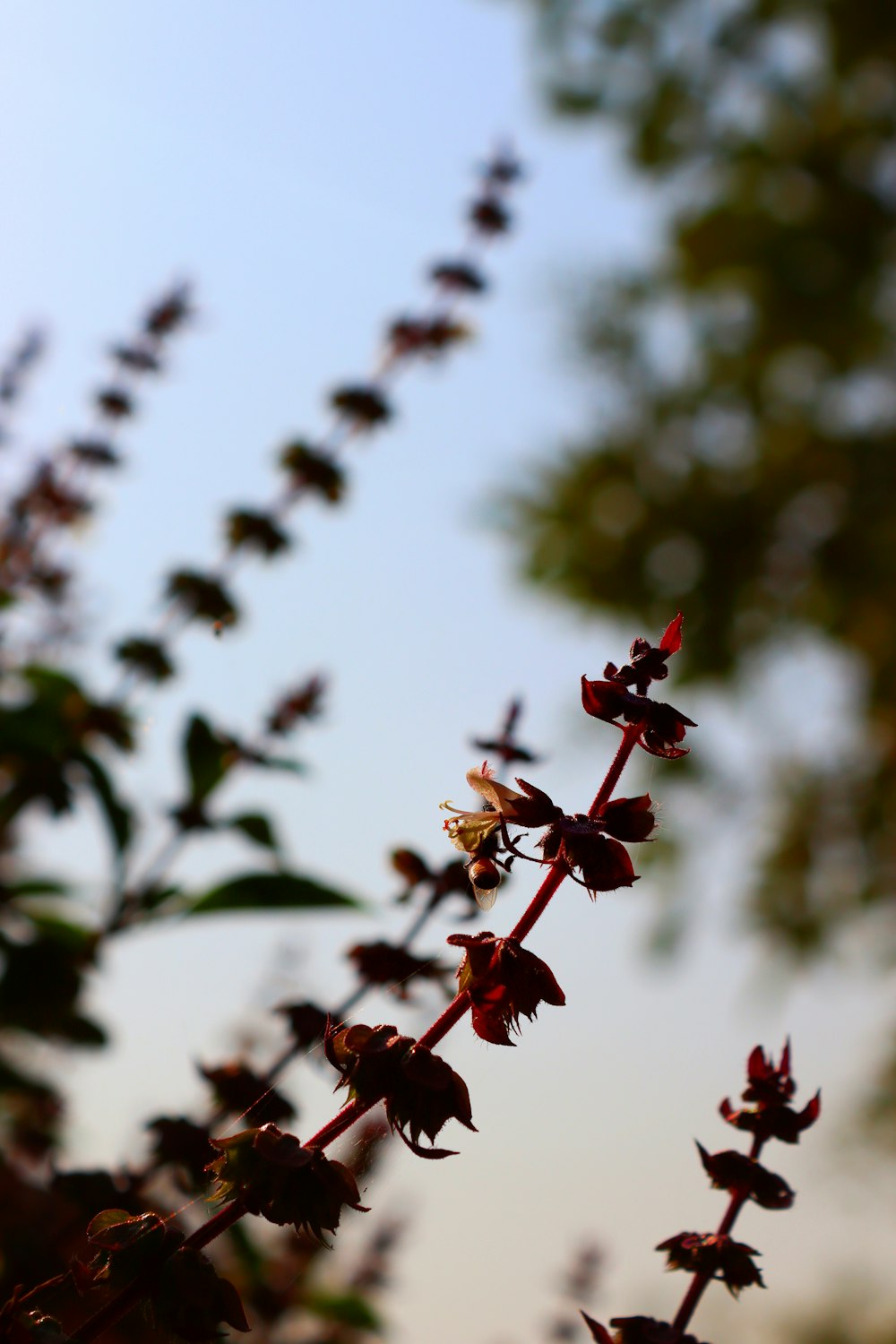 a close up of a plant