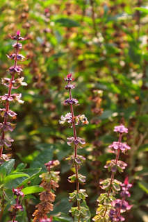 Several flowering basil stalks with purple and green hues are seen growing in a lush garden. A bee is perched on one of the flowers, suggesting pollination activity.