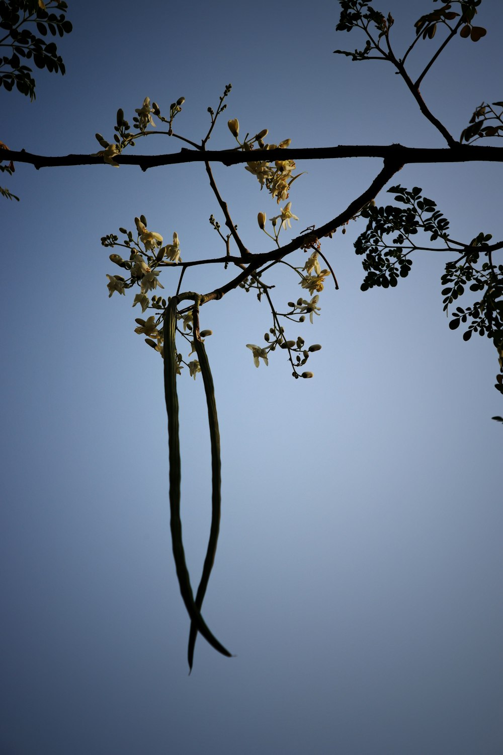 a tree with flowers