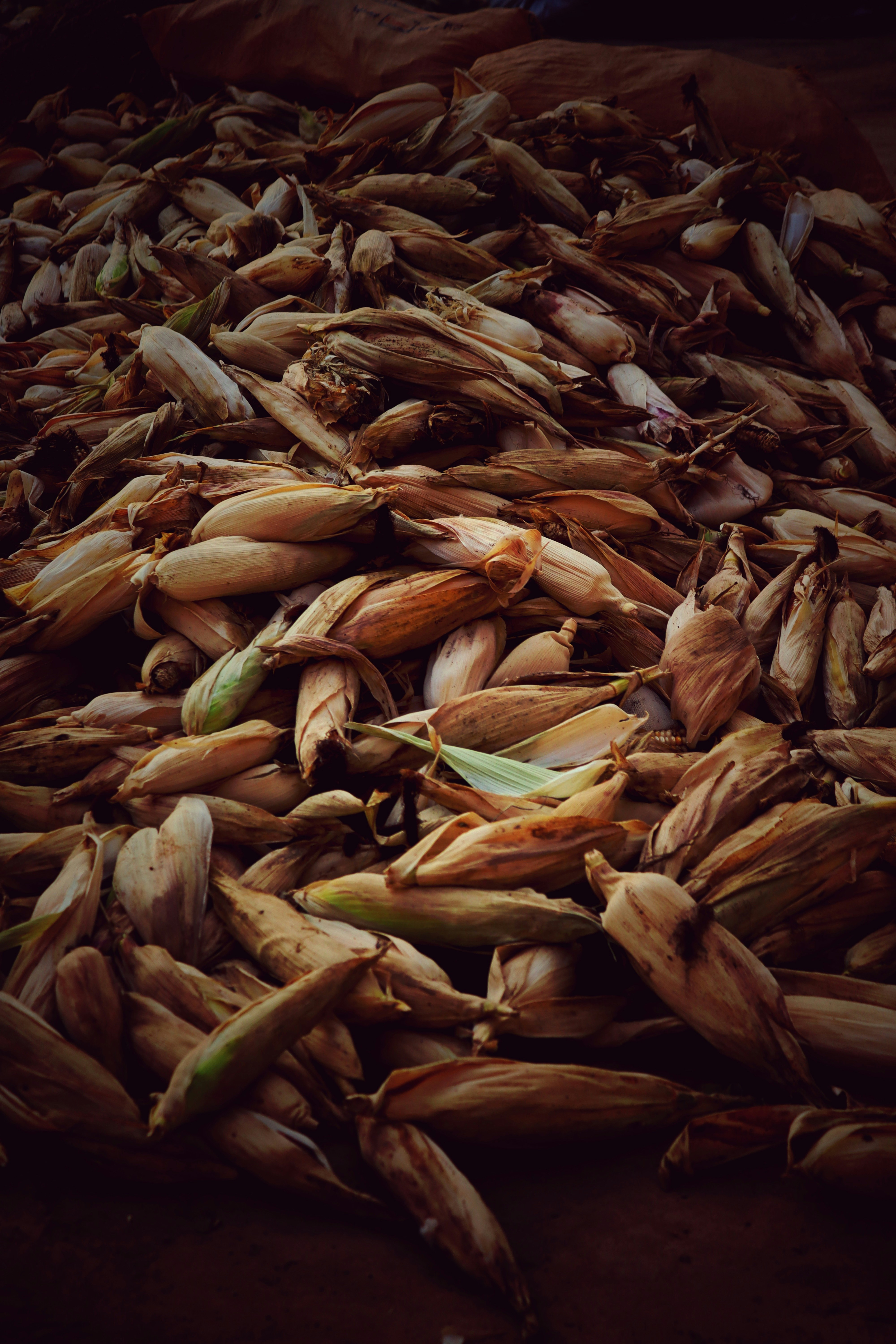 Dried cocoa husks in pile, natural light, earthy brown tones