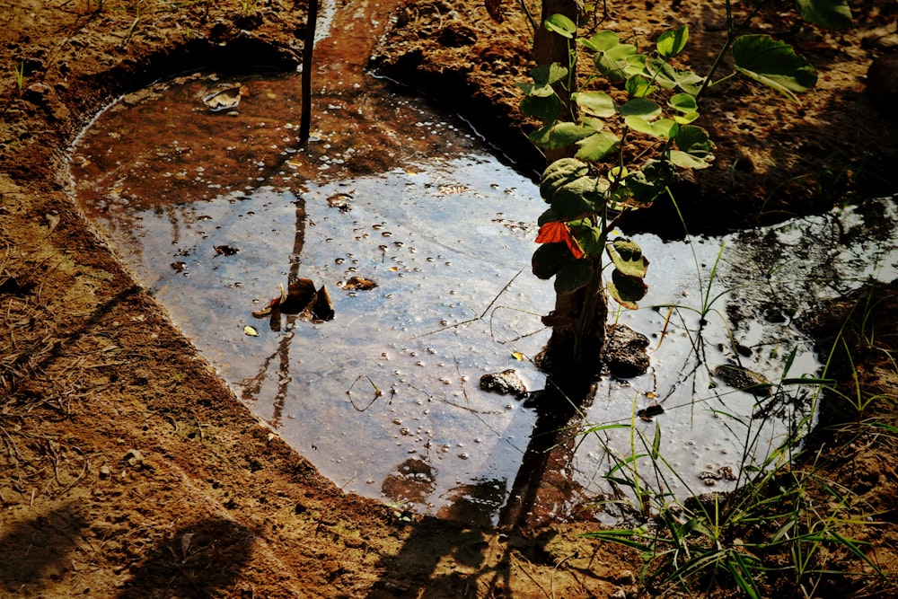 a flower in a puddle