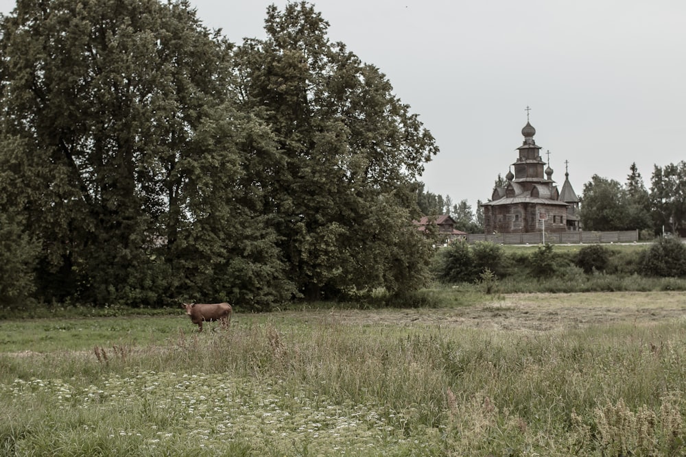 a cow in a field