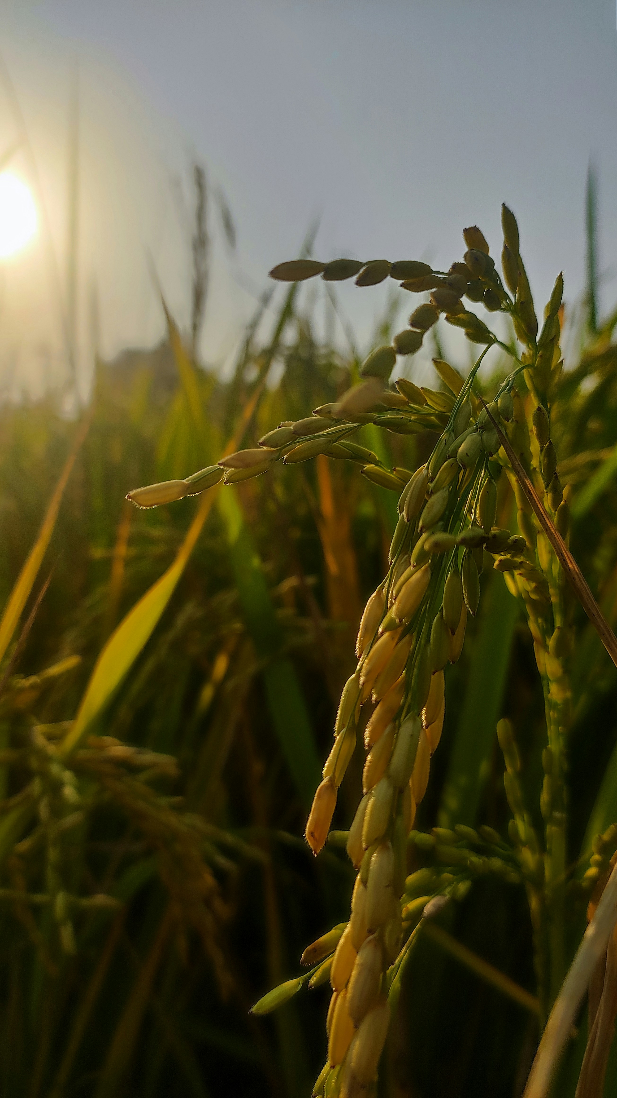 BhoomiGold Premium Rice