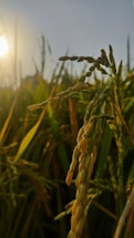 A close-up of rice plants with golden grains basking in the warm glow of the sun. The background shows more rice plants under a clear sky.