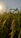 A close-up of rice plants with golden grains basking in the warm glow of the sun. The background shows more rice plants under a clear sky.