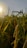 A close-up of rice plants with golden grains basking in the warm glow of the sun. The background shows more rice plants under a clear sky.