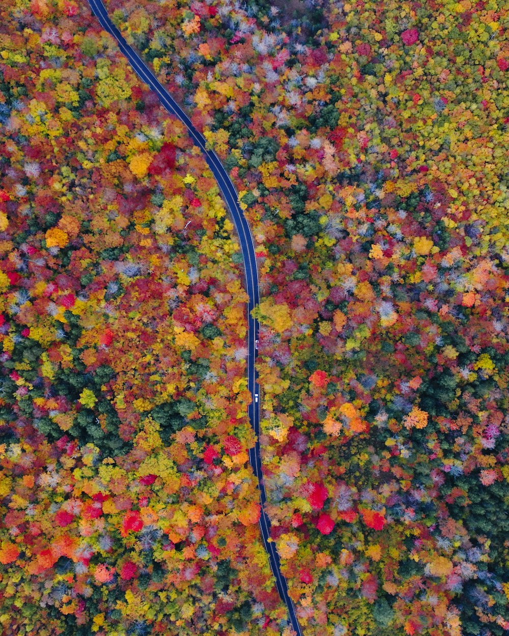 a snake in a field of colorful leaves