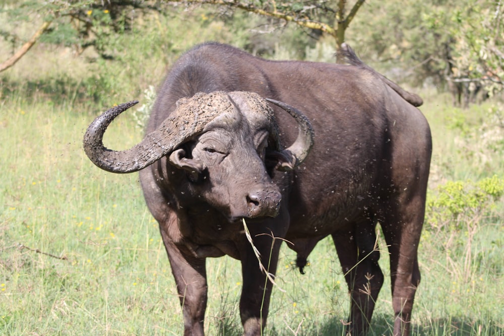 a buffalo with horns