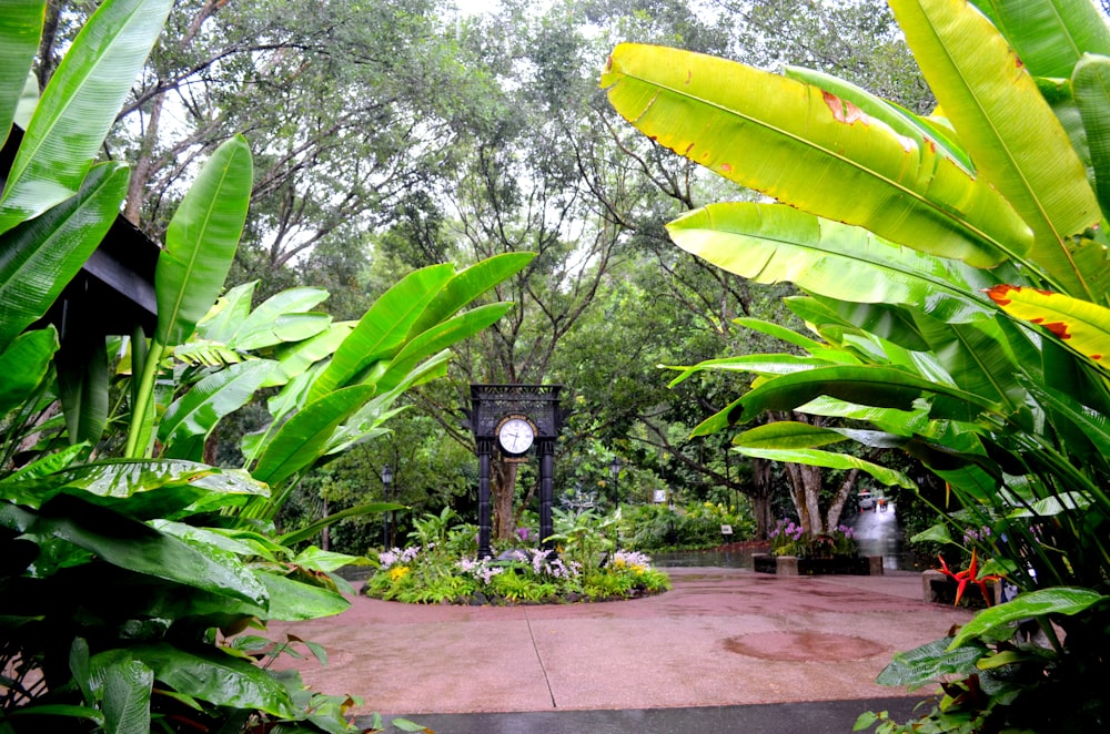 a clock in a garden