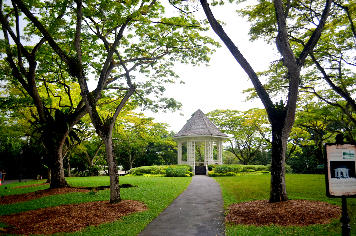 Tree-lined tropical path in Singapore Botanic Gardens