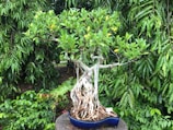 A bonsai tree with intricate roots is displayed in an elegant blue pot, surrounded by lush green foliage of various plants.