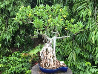 A bonsai tree with intricate roots is displayed in an elegant blue pot, surrounded by lush green foliage of various plants.