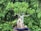 A bonsai tree with intricate roots is displayed in an elegant blue pot, surrounded by lush green foliage of various plants.
