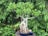 A bonsai tree with intricate roots is displayed in an elegant blue pot, surrounded by lush green foliage of various plants.