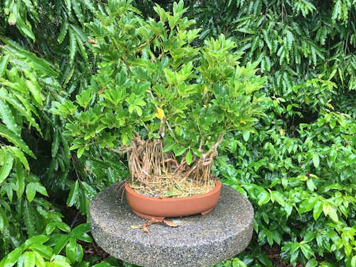 A small tree or shrub is carefully planted in a round, brown planter that rests on a circular stone pedestal. The scene is surrounded by lush green foliage, indicating a garden or outdoor setting.