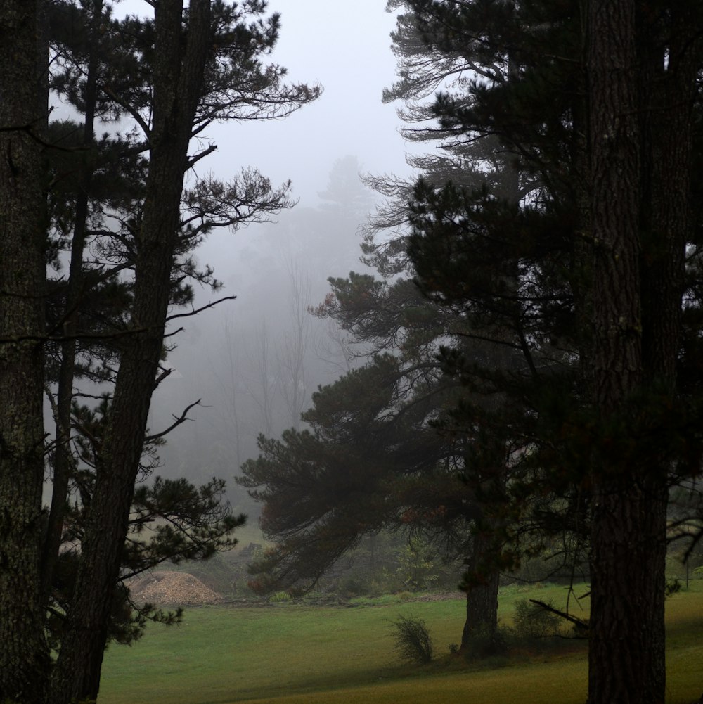 a grassy field with trees