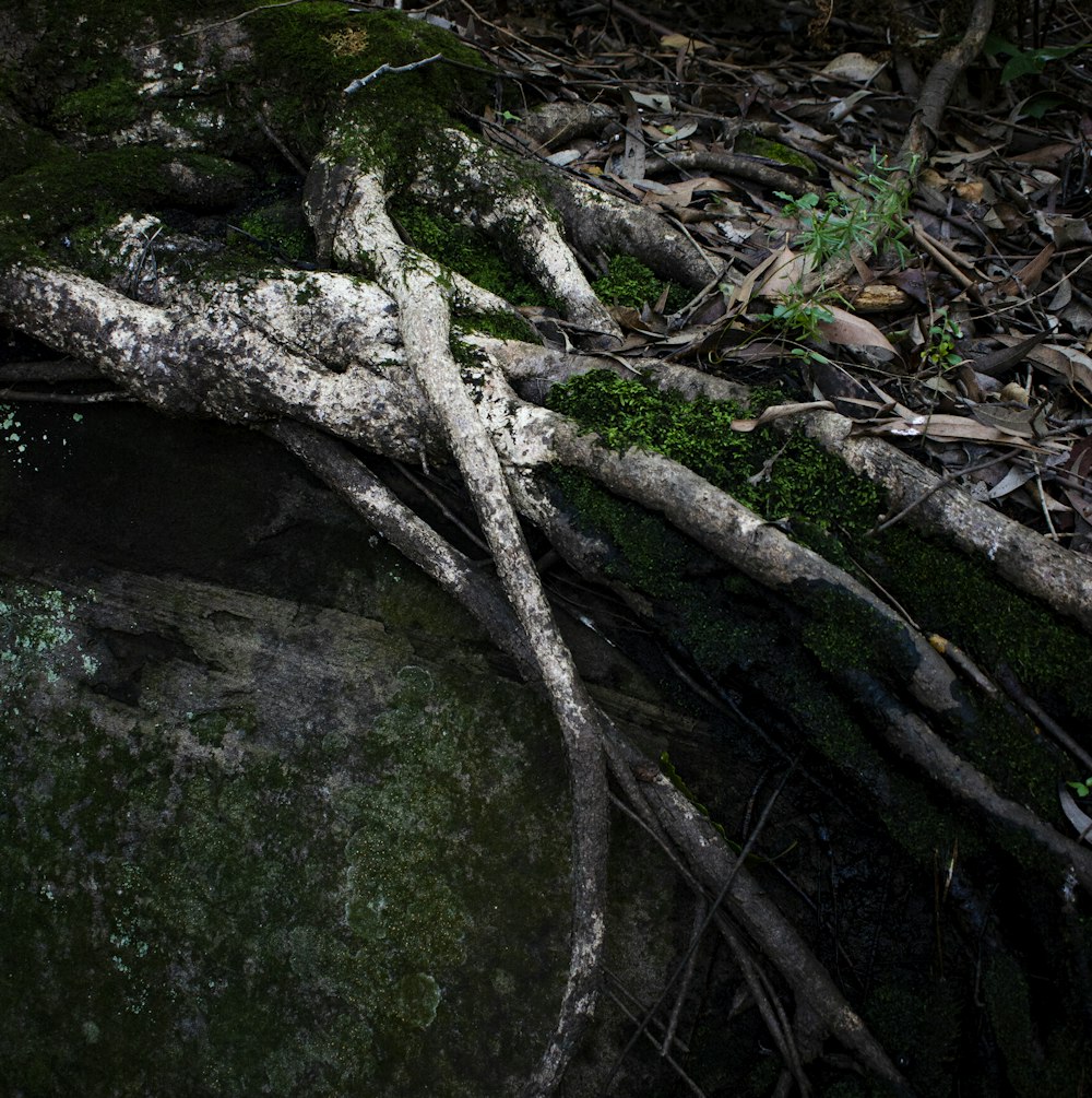 a stream with a tree branch