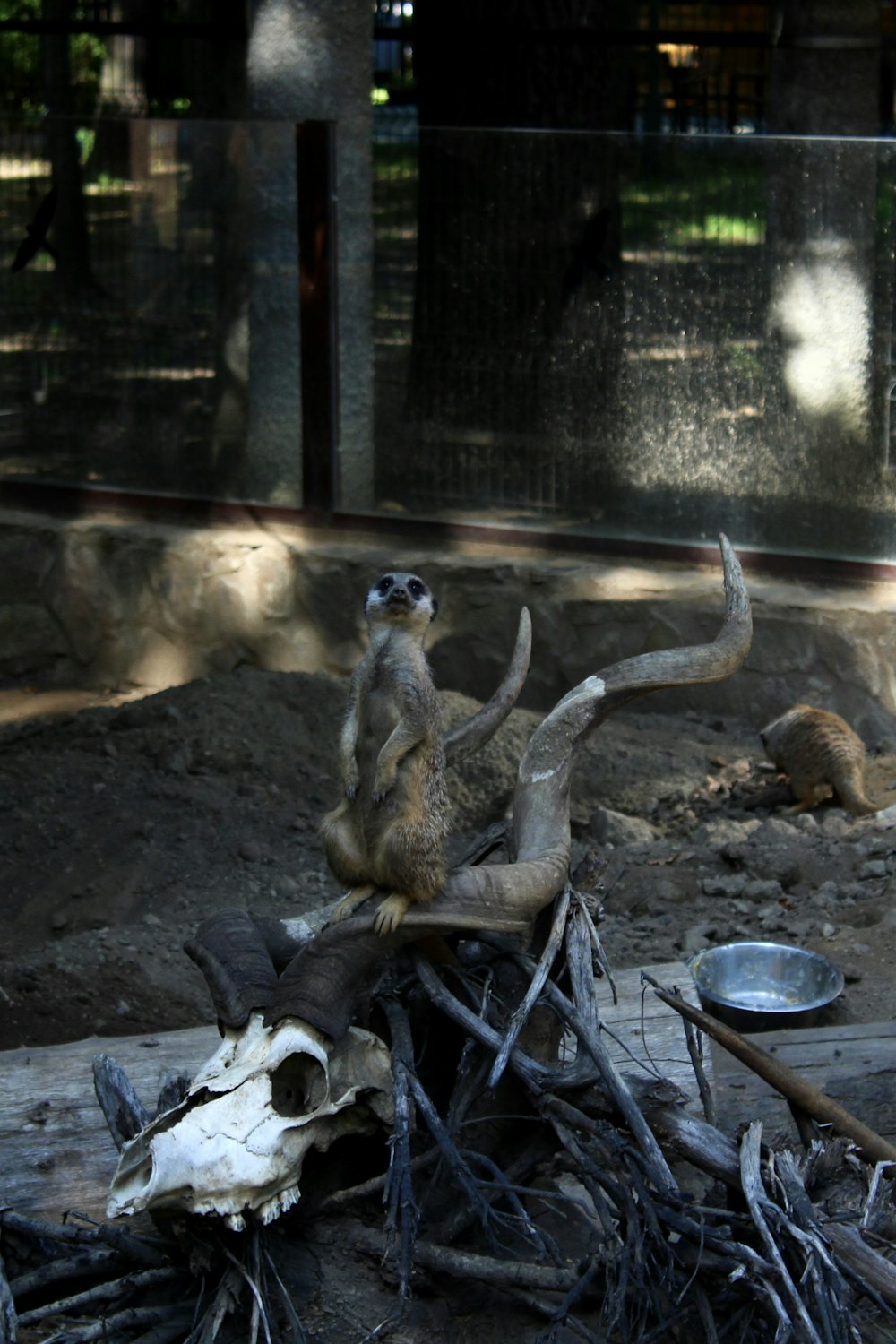 Un grupo de animales afuera