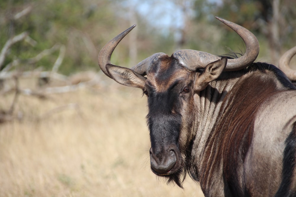 a moose with horns