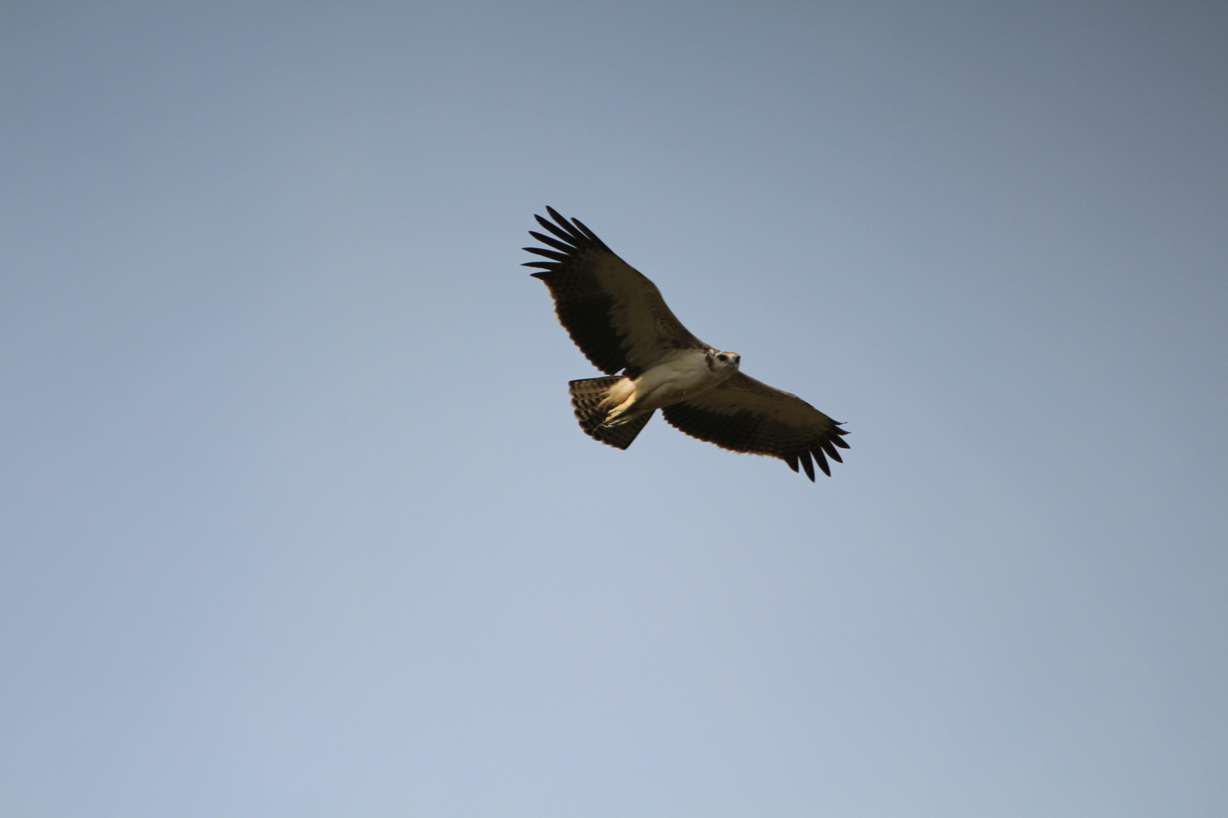 Photo by chinrichsen