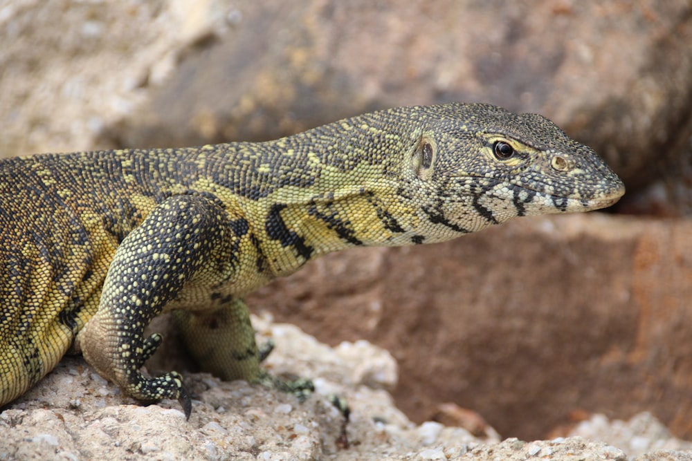 a lizard on a rock