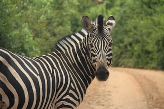 A zebra stands on a dirt path surrounded by lush green foliage. The zebra's distinctive black and white stripes are prominent, and it appears to be looking directly at the viewer. The path curves gently away into the background, adding depth to the scene.