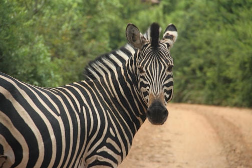 A zebra stands on a dirt path surrounded by lush green foliage. The zebra's distinctive black and white stripes are prominent, and it appears to be looking directly at the viewer. The path curves gently away into the background, adding depth to the scene.