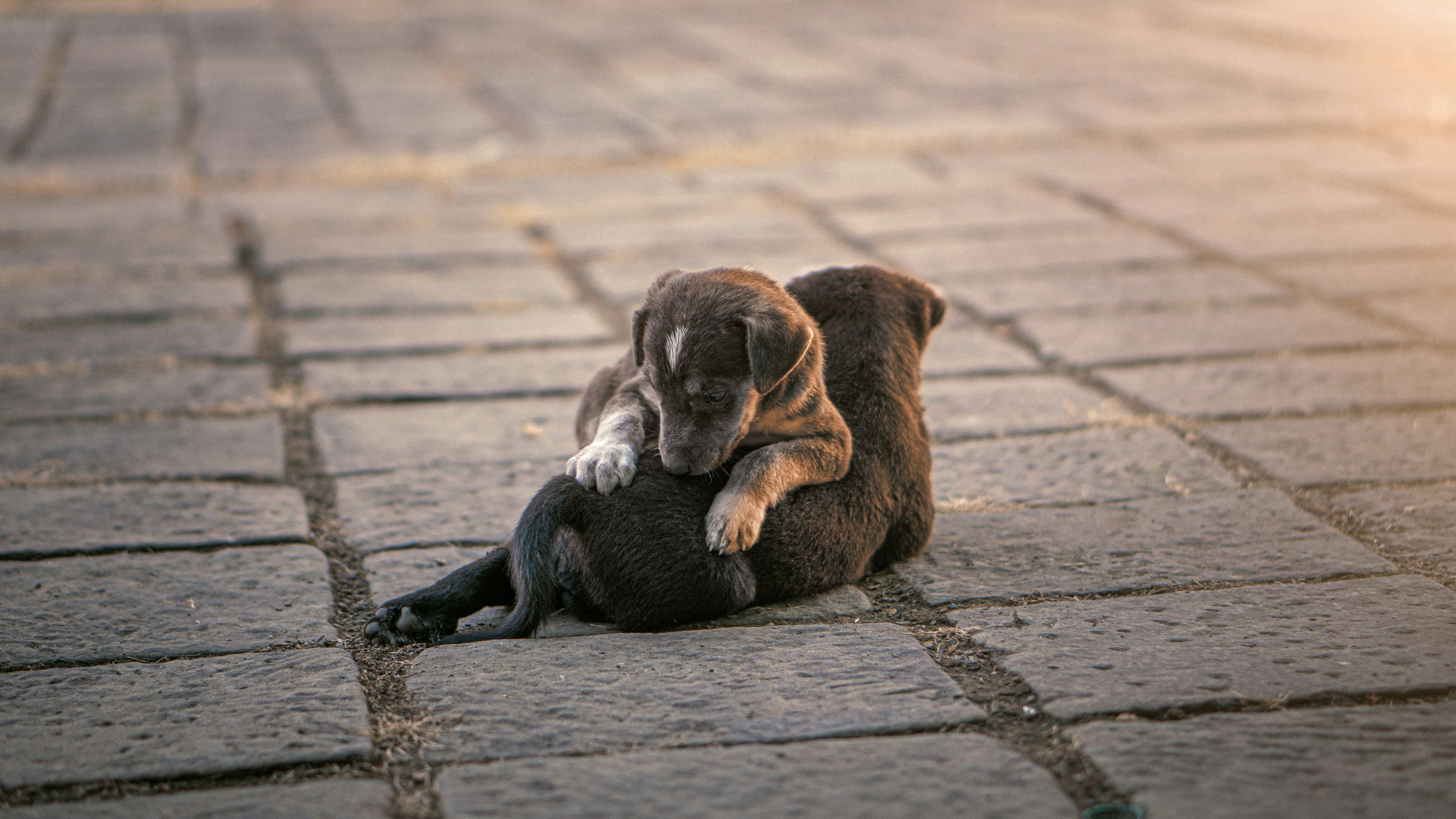 chiots de 2 mois qui jouent
