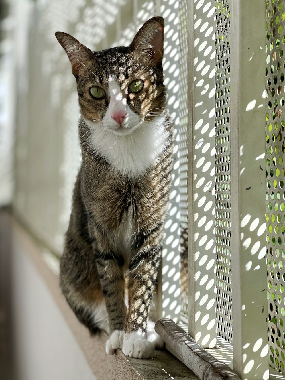 a cat sitting on a ledge