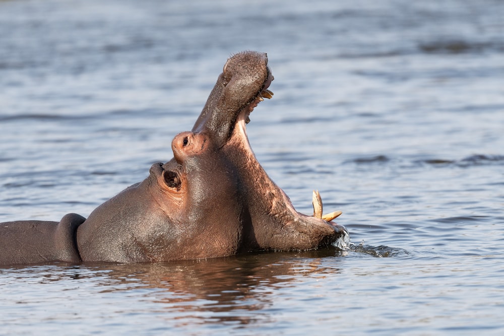 a dolphin with its mouth open in water