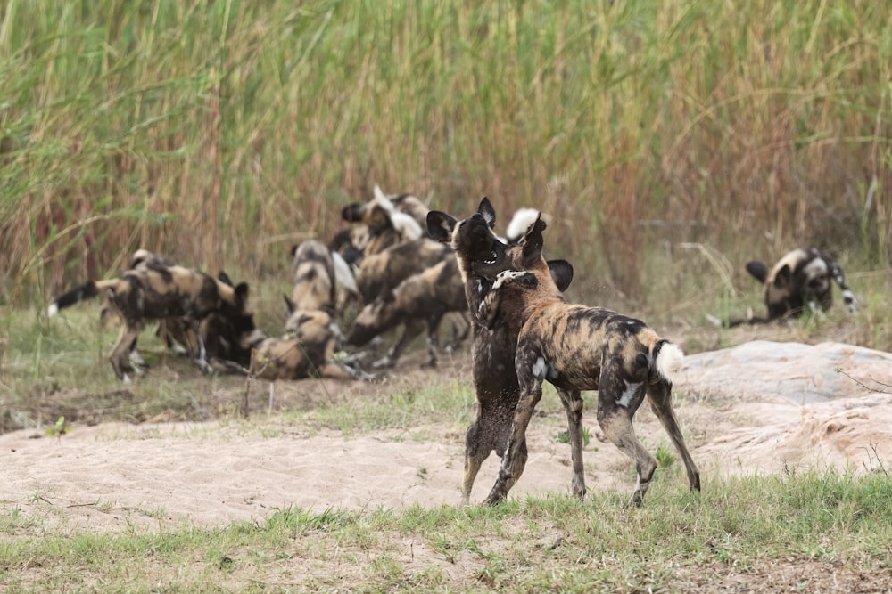 a group of animals running