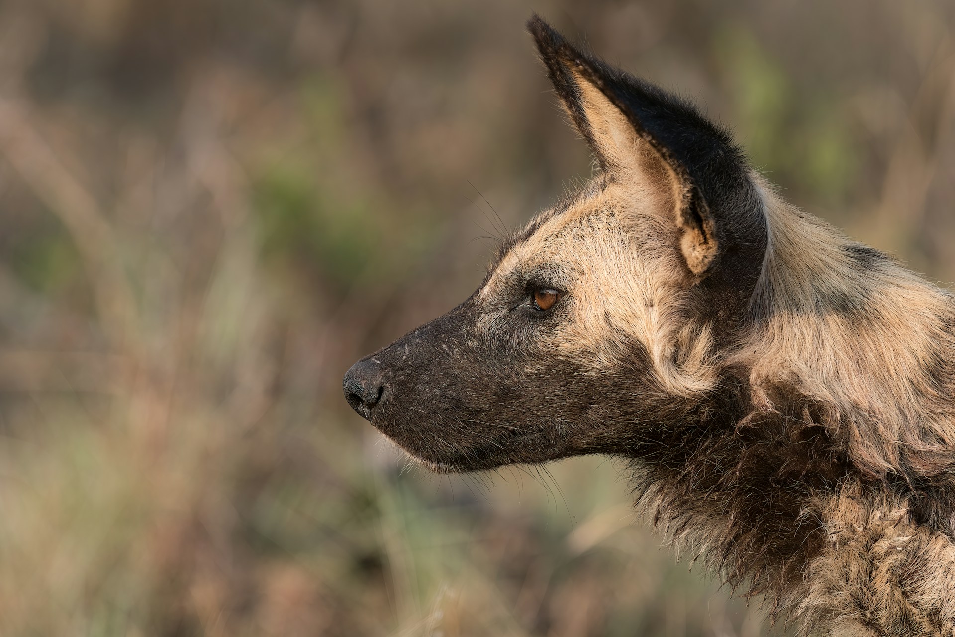 a brown and black animal