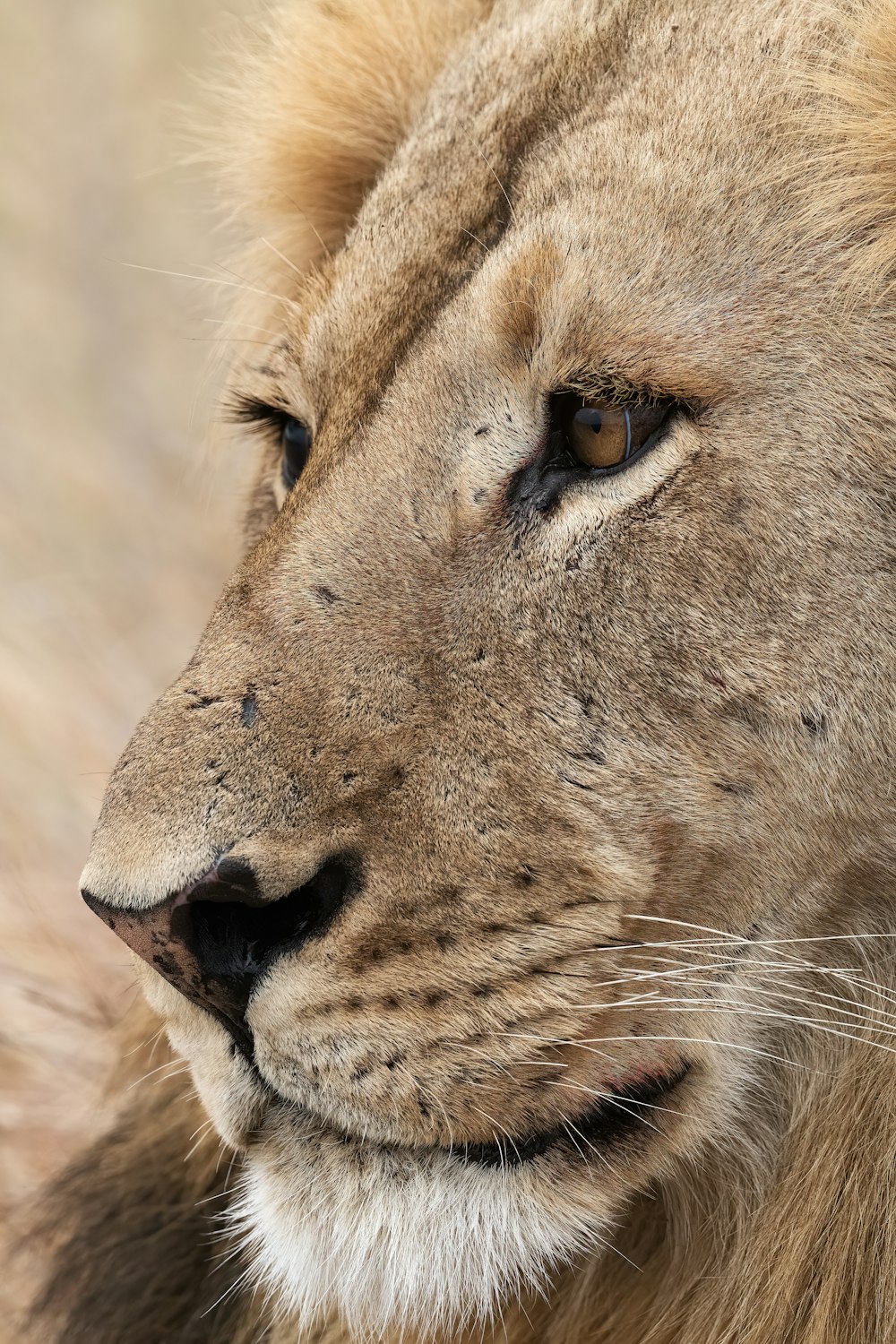 a close up of a lion