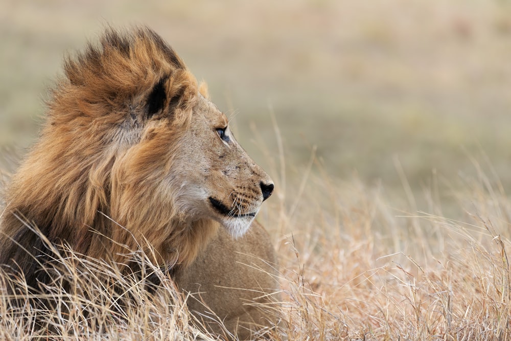 a lion in the grass