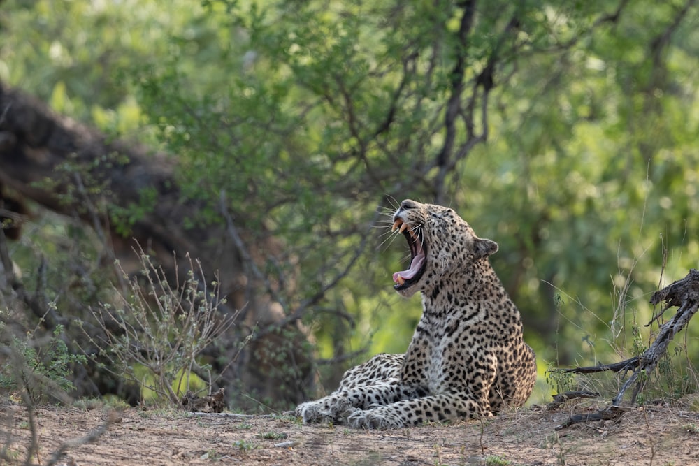 a hyena with its mouth open