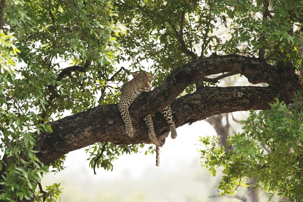 a bird sitting on a tree branch