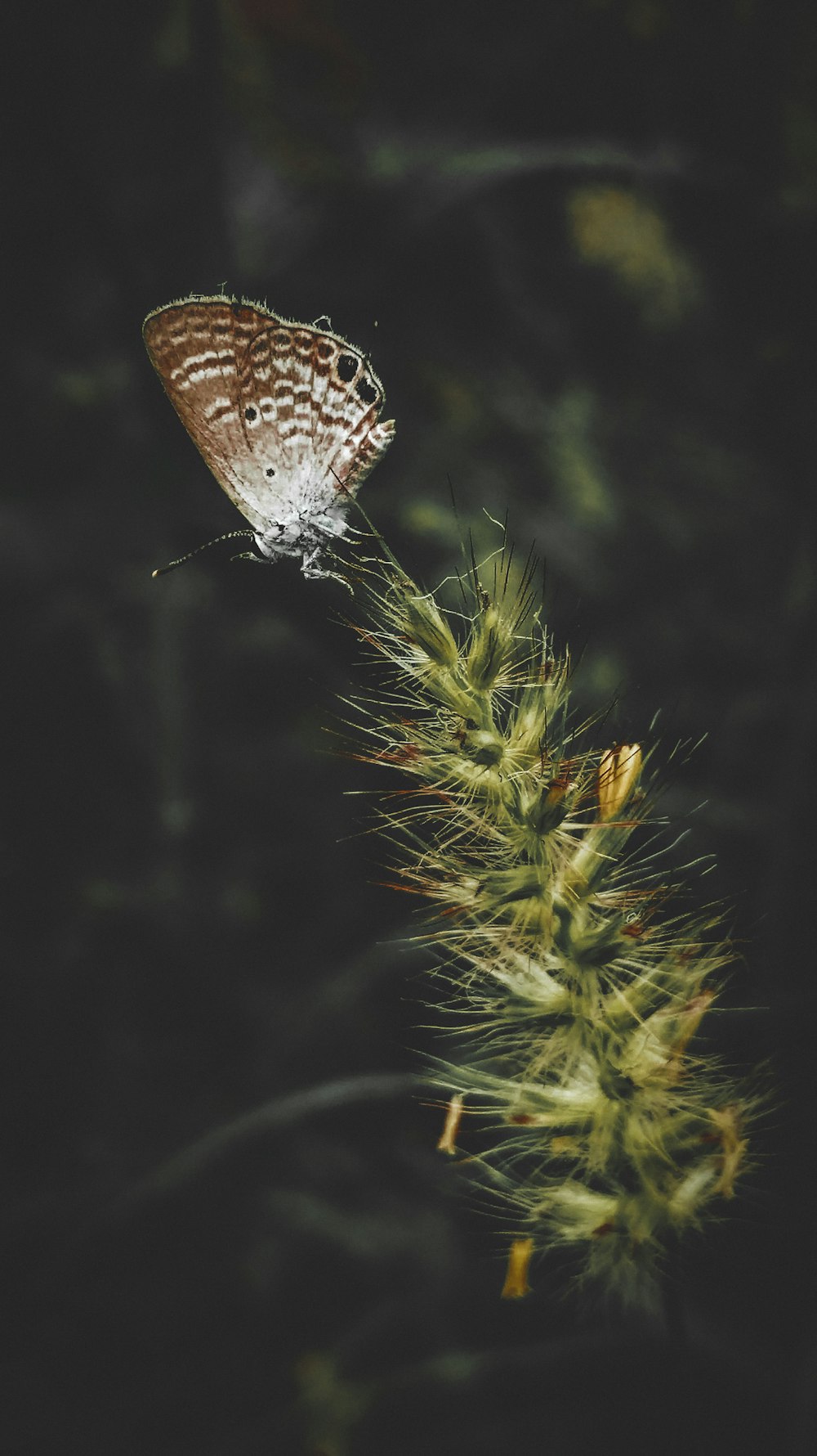 a butterfly on a flower