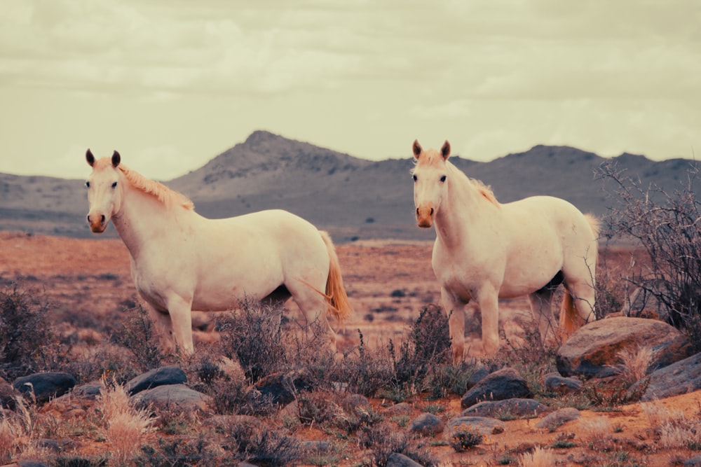 horses standing in a field